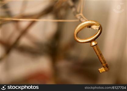 old golden key hanging on a branch close-up