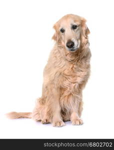 old golden retriever in front of white background