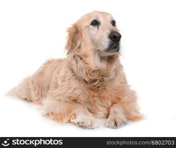 old golden retriever in front of white background