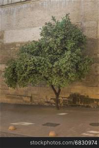 old green olive tree with brown ancient wall in cordoba Spain