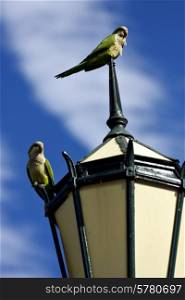 old green street lamp parrot and clouds in buenos aires argentina