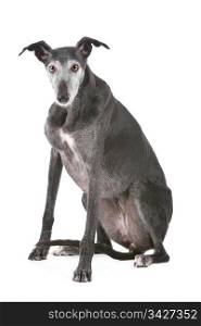 Old greyhound. Old greyhound in front of a white background