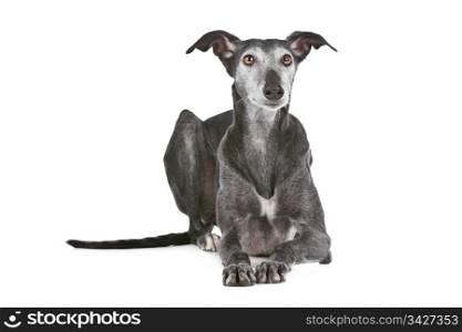 Old greyhound. Old greyhound in front of a white background