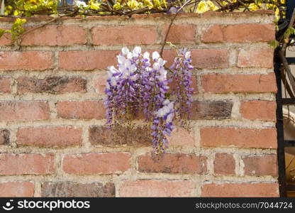 Old grunge brick wall as a background