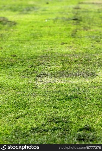 Old grunge green textured grass as background.