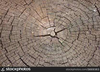 Old grunge stump background