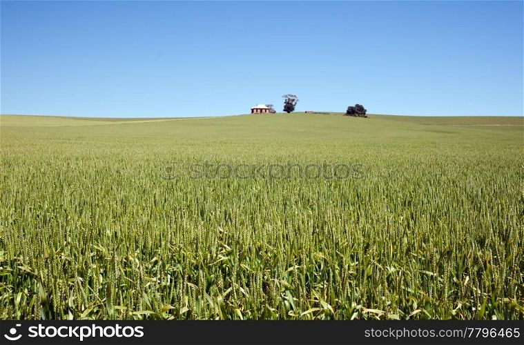 old house in the field of wheat in the countryside