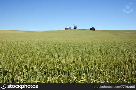 old house in the field of wheat in the countryside