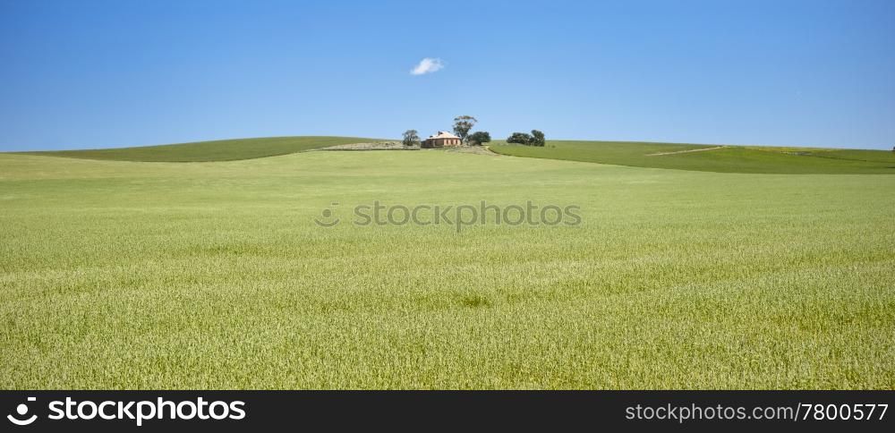 old house in the field of wheat in the countryside