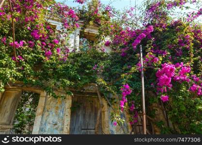 Old house with flowering tree on the roof