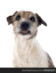 old jack russel terrier in front of white background