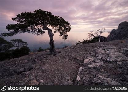 Old juniper tree on rocky coast of Black sea. Crimea, Ukraine