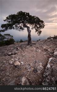 Old juniper tree on rocky coast of Black sea. Crimea, Ukraine