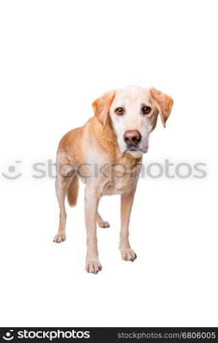 old labrador dog. old Labrador standing in front of a white background