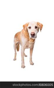 old labrador dog. old Labrador standing in front of a white background
