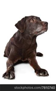 old Labrador. old Labrador in front of a white background