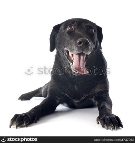 old labrador retriever in front of a white background