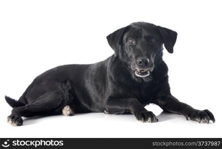 old labrador retriever in front of a white background