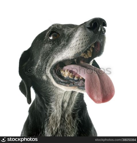 old labrador retriever in front of white background