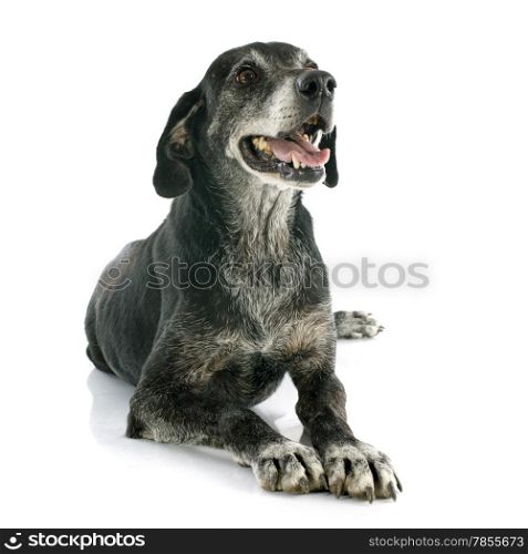 old labrador retriever in front of white background