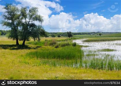 old lake with aquatic vegetation and picturesque meadows.