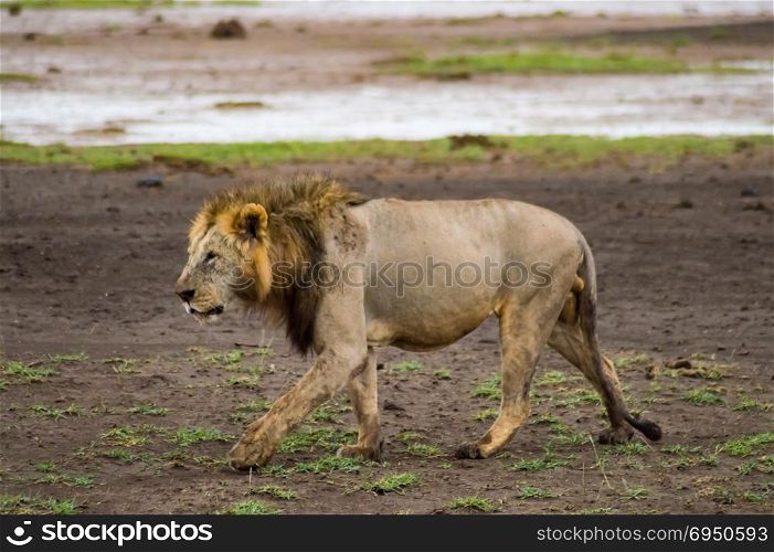 Old lion walking in the savannah . Old lion walking in the savannah of Amboseli Park in Kenya