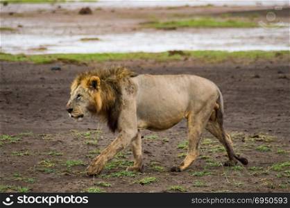 Old lion walking in the savannah . Old lion walking in the savannah of Amboseli Park in Kenya