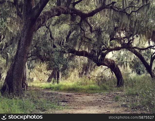 Old Live Oak Trees with Spanish Moss Hanging Down