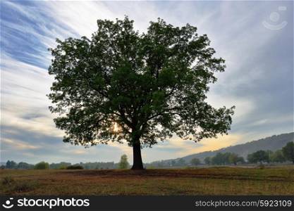 Old lonely oak tree at sunset in autumn