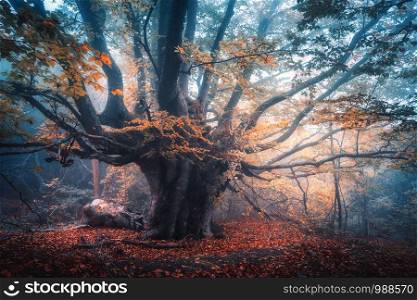 Old magical tree with big branches and orange leaves in blue fog in rain. Autumn colors. Mystical foggy forest. Scenery with fairy forest in fall. Colorful landscape with beautiful misty old tree