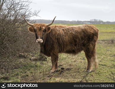 old mammal galloway cow with horns in dutch nature