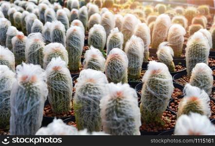 Old Man Cactus mini in pots in the garden nursery cactus farm agriculture greenhouse