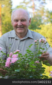 Old man - grower of roses next to rose bush in his beautiful garden.