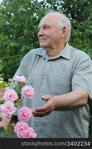 Old man - grower of roses next to rose bush in his beautiful garden.