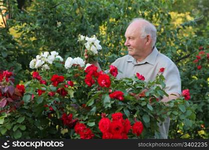 Old man - grower of roses next to rose bush in his beautiful garden.