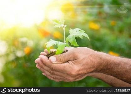 Old man hands holding young maple tree against spring green background. Ecology concept