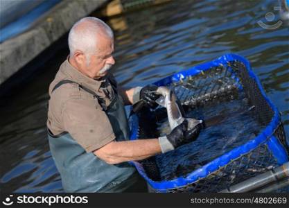 old man working in a fish-farm