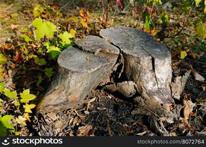 old maple tree stump in the autumn forest
