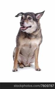 old mixed breed dog. old mixed breed dog in front of a white background