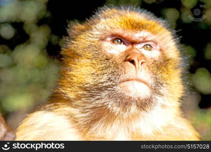 old monkey in africa morocco and natural background fauna close up