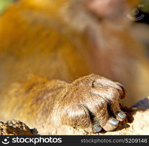 old monkey in africa morocco and natural background fauna close up