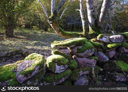 Old moss covered stone wall in a fall season colored forest