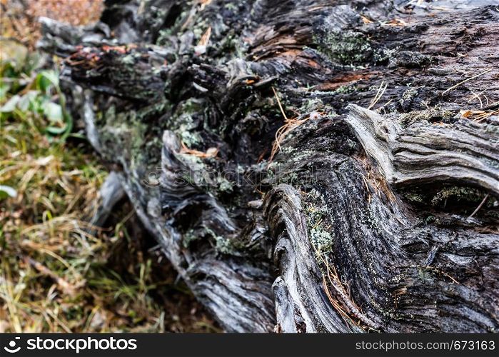 Old moss covered tree in forest