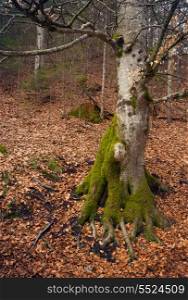 old mossy tree in the autumn forest