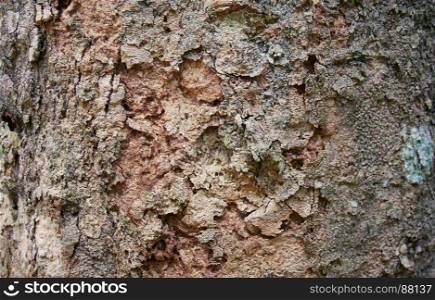 Old natural wooden shabby of tree bark texture use as natural background.