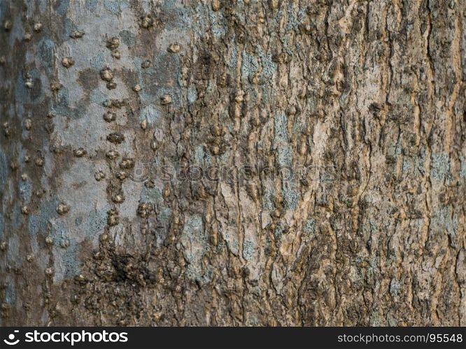 Old natural wooden shabby of tree bark texture use as natural background
