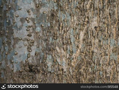 Old natural wooden shabby of tree bark texture use as natural background