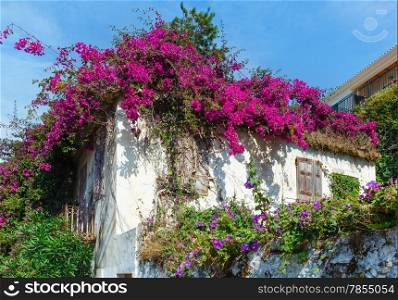 Old neglected house with flowering tree on the roof