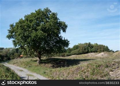 old oak in dutch landscape with blue sky as background