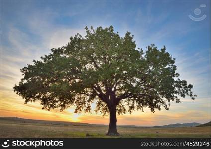 Old oak tree at sunset